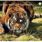 Video Aksi Kemampuan Harimau Dalam Berburu