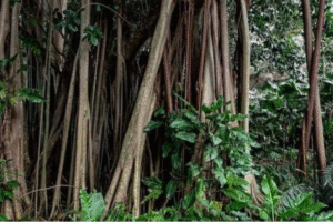 Asal-usul Pohon Beringin yang Dipindahkan ke Cilongok Tangerang Banten