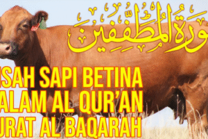 Surat Al-Baqarah, Tentang Sapi Betina Di Zaman Nabi Musa