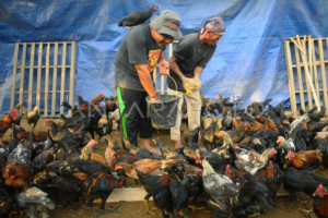 Jual DOC Ayam KUB Unggul, Peluang Bisnis Ternak Masa Kini